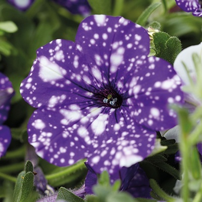 petunia-petunia_night-sky
