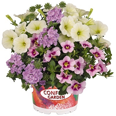 petunia-verbena-calibrachoa-mix-confetti-garden-hygge-hunny-bunny