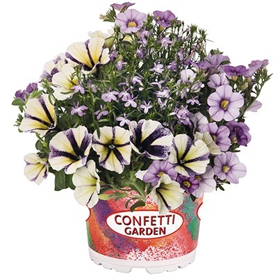petunia-verbena-lobelia-mix-confetti-garden-hugge-waterrose