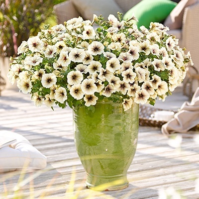 petunia_petunia-grandiflora-collection-cappuccino