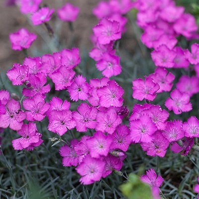 prachtanjer-dianthus-superbus-kahoris