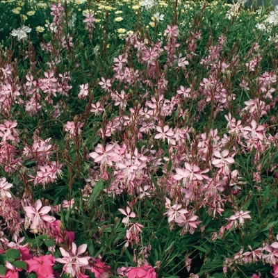 prachtkaars-gaura-lindheimeri-geyser-pink