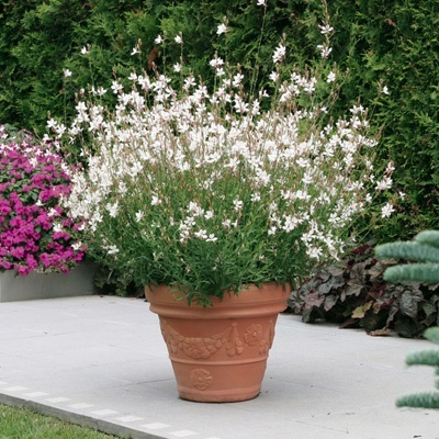 prachtkaars-gaura-lindheimeri-geyser-white