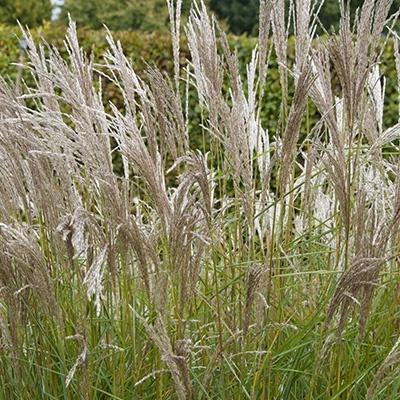 prachtriet_miscanthus-sinensis-kleine-silberspinne