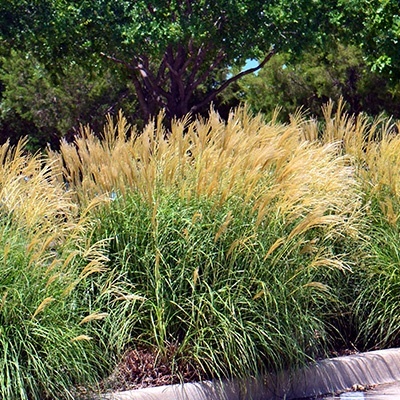 prachtriet_miscanthus-sinensis-yaka-dance