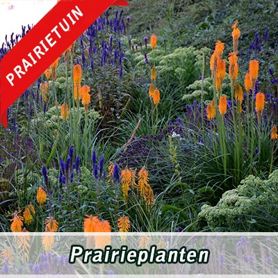 prairieplanten
