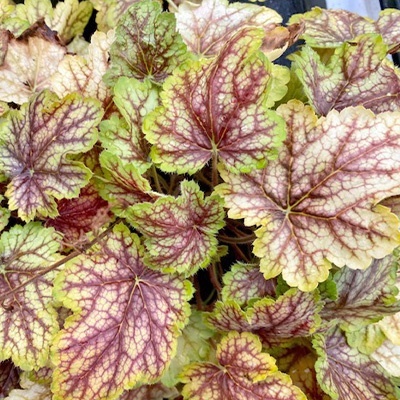 purperklokje-heuchera-x-hybrida-picaso