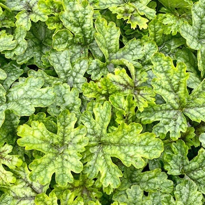 purperklokje-heuchera-x-hybrida-tapestry