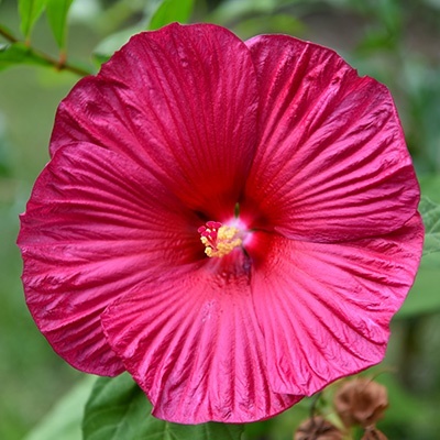 reuzenhibiscus-hibiscus-moscheutos-rose-vif