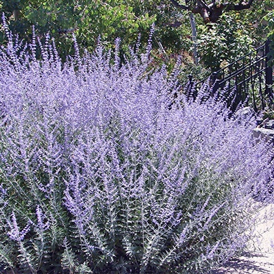 reuzenlavendel-perovskia-atriplicifolia-blue-steels