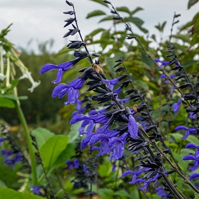 reuzensalie-salvia-guaranitica-black-and-blue