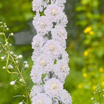 ridderspoor-delphinium-elatum-highlander-samba