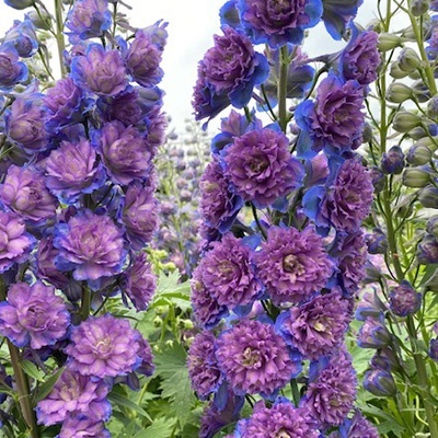 ridderspoor-delphinium-highlander-sweet-sensation-eu38434pp20341