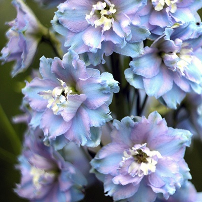 ridderspoor-delphinium-pacific-giant-camelliard
