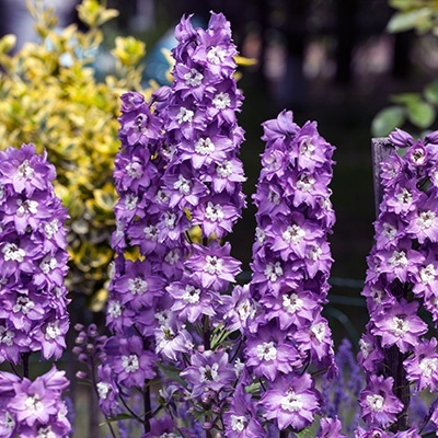 ridderspoor-delphinium-x-cultorum-magic-fountains-lavenders