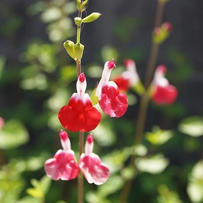 salie-salvia-microphylla-hot-lips
