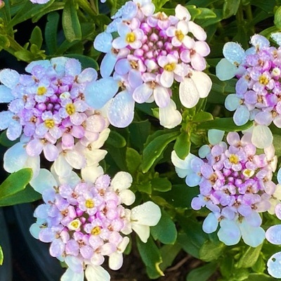 scheefkelk-iberis-sempervirens-pink-ice