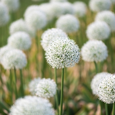 sierui_allium-nigrum-multibulbosum