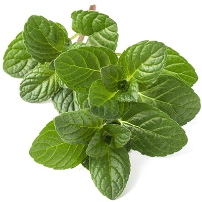 sinaasappelmunt-mentha-piperita-citrata_1488898438