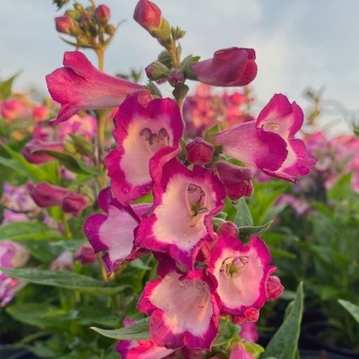 slangenkop-penstemon-polaris-picotee-purple