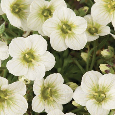 steenbreek_saxifraga-x-arendsii-limerock