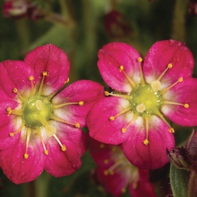 steenbreek_saxifraga-x-arendsii-pixie-rose