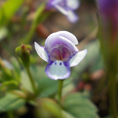 valse-pimpernel-lindernia-grandiflora