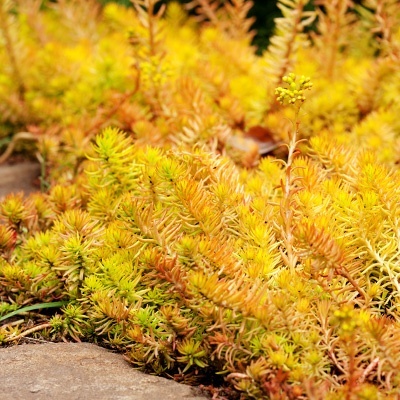 vetkruid-sedum-reflexum-yellow-cushion-compact