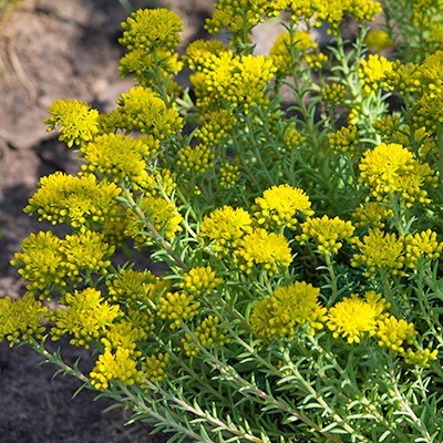 vetkruid-sedum-reflexum