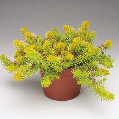 vetkruid-sedum-sediforme-gold