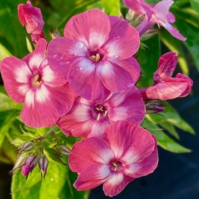 vlambloem-phlox-paniculata-famous-coral