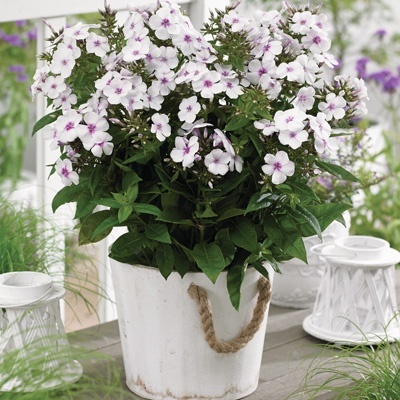 vlambloem-phlox-paniculata-famous-white-with-eye