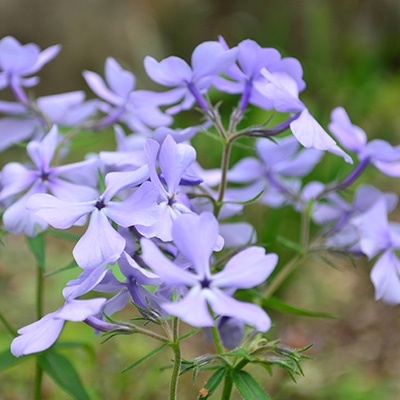 vlambloem_phlox-div-blue-moon