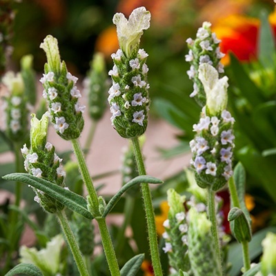vlinderlavendel_lavandula-stoeschas-javelin-white