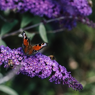 vlinderstruik-mini-buddleja-cultivars-summer-bird-blues