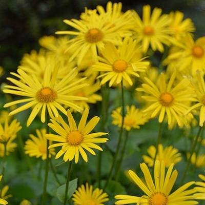 voorjaarszonnebloem-doronicum-orientale-leonardo-compact