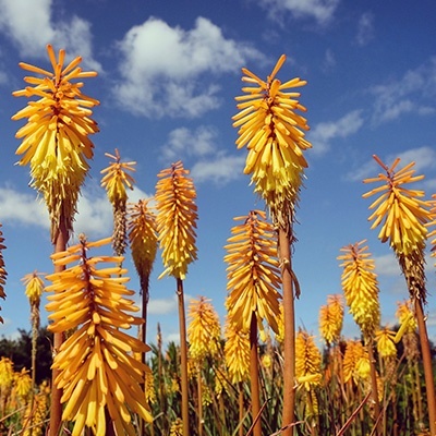 vuurpijl_kniphofia-mango-popsicle