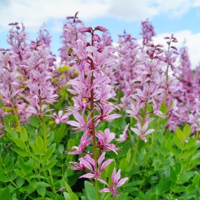 vuurwerkplant-dictamnus-albus-purpureus