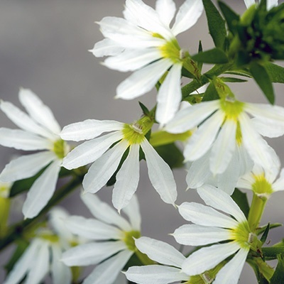 waaierbloem-scaevola-aemula-abanico-whites