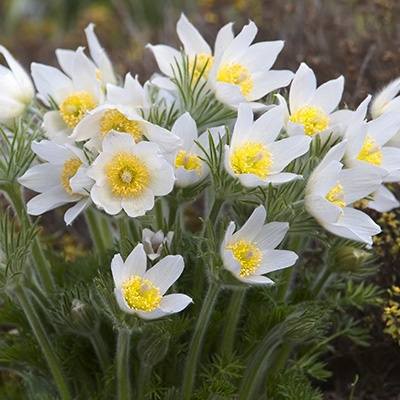 wildemanskruid-pulsatilla-vulgaris-pinwheel-white