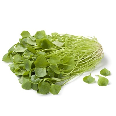winterpostelein-claytonia-perfoliata
