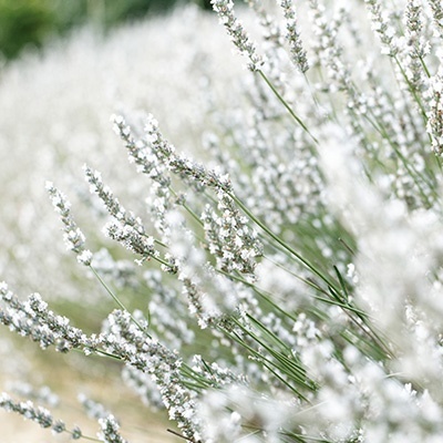 witte-lavendel-lavandula-angustifolia-alba