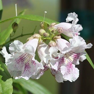 woestijnwilg-chitalpa-tashkentensis-summer-bells