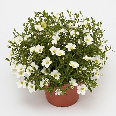 zandkruid-arenaria-montana-summer-white-compact