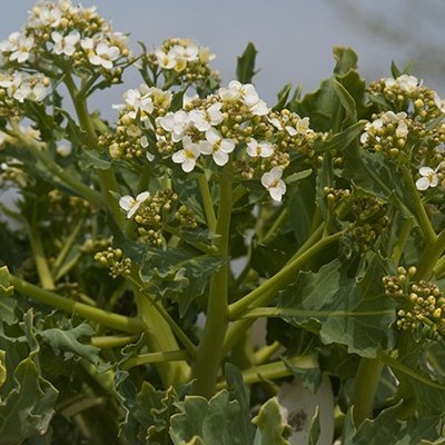 zeekool-crambe-maritime