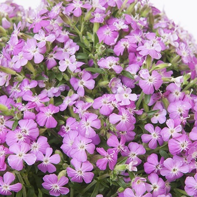 zeepkruid-saponaria-bressingham