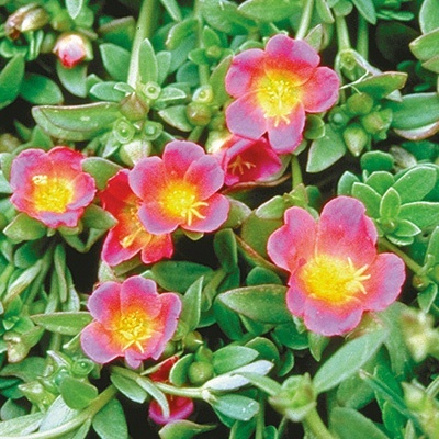 zomerpostelein-portulaca-umbraticola-lava-rose-with-lilac