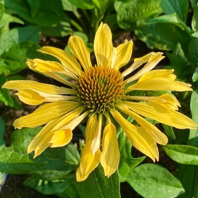 zonnehoed-echinacea-purpurea-chiquita