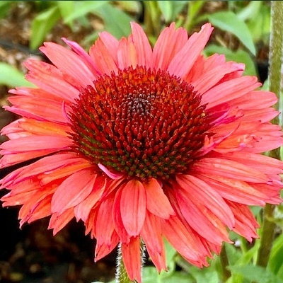 zonnehoed-echinacea-purpurea-sunseekers-orange