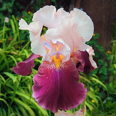 zwaardlelie-iris-germanica-cranberry-swirl